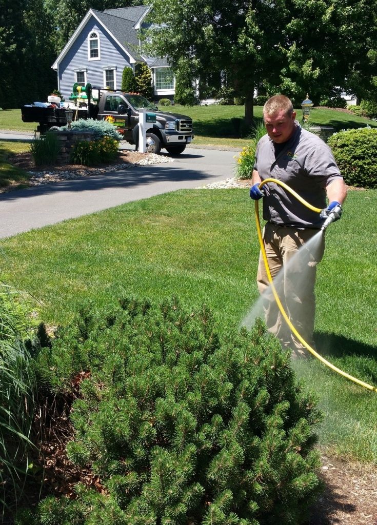 Lawn care technician spraying treatment on a lawn for weed control.