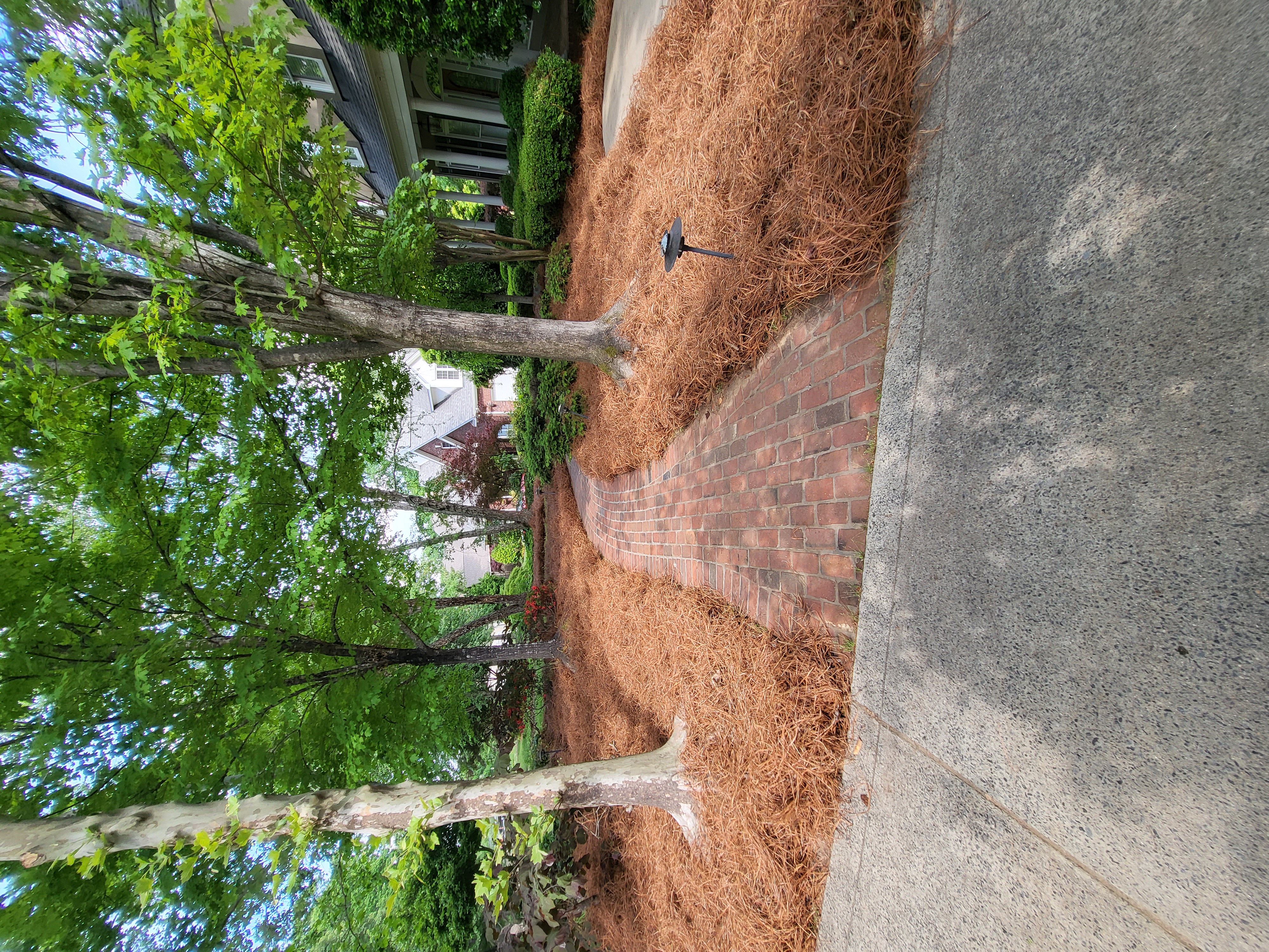 Freshly applied pine needles around garden plants.