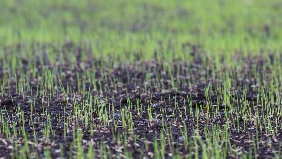 Aerial view of hand planting seeds in soil during autumn season.