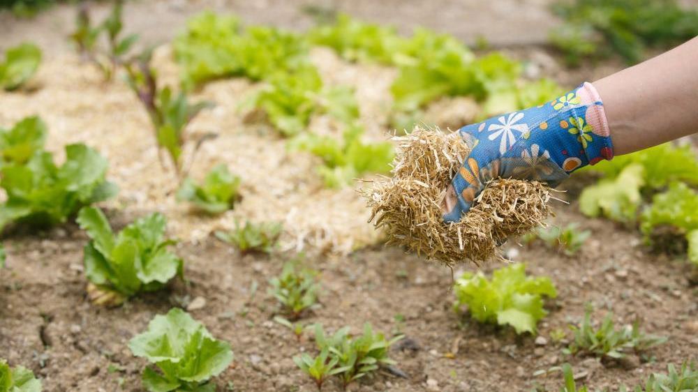 What is the Best Mulch for Vegetable Gardens